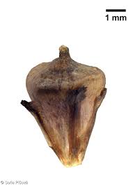 Attēlu rezultāti vaicājumam “Sparganium erectum aggr. leaf”