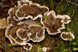 Attēlu rezultāti vaicājumam “Phellodon tomentosus”