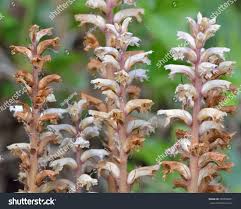 Attēlu rezultāti vaicājumam “Orobanche elatior flower”