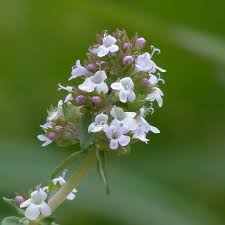 Image result for Thymian