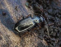 Attēlu rezultāti vaicājumam “Loricera pilicornis”