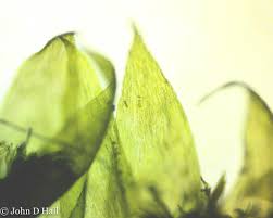 Attēlu rezultāti vaicājumam “Pseudotaxiphyllum elegans macro”