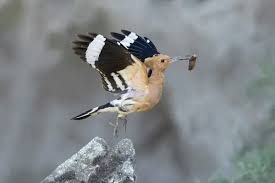 Attēlu rezultāti vaicājumam “Upupa epops adult”