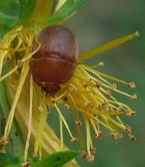 Attēlu rezultāti vaicājumam “Cychramus luteus”