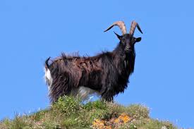 Attēlu rezultāti vaicājumam “Capra juvenile”