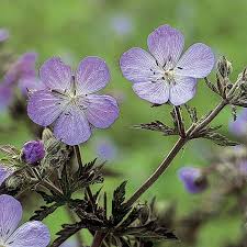 Attēlu rezultāti vaicājumam “Geranium pratense leaf”