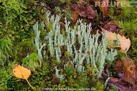 Attēlu rezultāti vaicājumam “Cladonia squamosa”