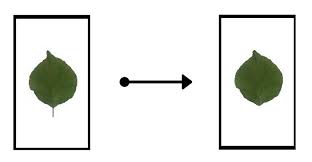 Attēlu rezultāti vaicājumam “Prunus armeniaca leaf”