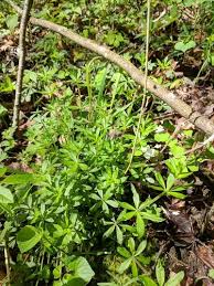 Attēlu rezultāti vaicājumam “Galium triflorum fruit”