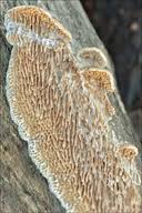 Attēlu rezultāti vaicājumam “Antrodia albida”