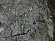 Attēlu rezultāti vaicājumam “Sclerophora coniophaea”