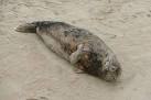 An annual spectacle on the beach at Horsey is seal weaning. - via Daymix
