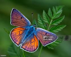 Attēlu rezultāti vaicājumam “Lycaena alciphron”