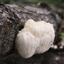 Image result for Leucoraja erinaceus