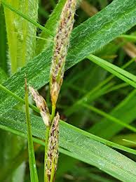 Attēlu rezultāti vaicājumam “Carex hirta female flower”