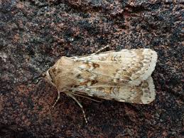 Attēlu rezultāti vaicājumam “Agrotis ripae”