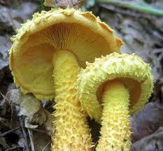 Attēlu rezultāti vaicājumam “Pholiota flammans”