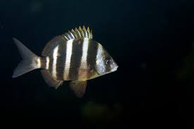 Image result for Diplodus cervinus