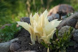 Image result for Hosta White Feather