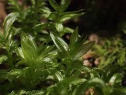 Attēlu rezultāti vaicājumam “Plagiomnium medium”