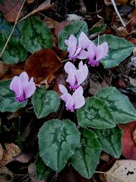 Attēlu rezultāti vaicājumam “Cyclamen hederifolium”