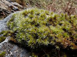 Attēlu rezultāti vaicājumam “Racomitrium heterostichum”