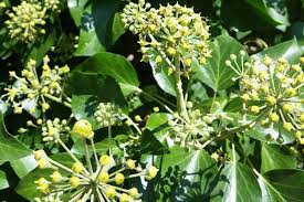 Attēlu rezultāti vaicājumam “Hedera helix  flower”