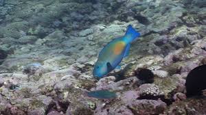 Image result for Chlorurus sordidus