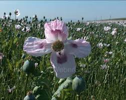 Image result for Papaver somniferum