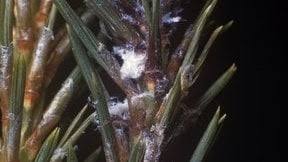 Attēlu rezultāti vaicājumam “Adelges laricis nymph”