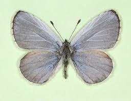 Attēlu rezultāti vaicājumam “Celastrina argiolus underside”