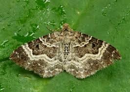 Attēlu rezultāti vaicājumam “Epirrhoe alternata”