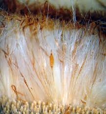 Attēlu rezultāti vaicājumam “Typha latifolia fruit”