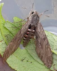 Image result for hawk moth