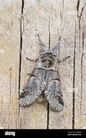 Attēlu rezultāti vaicājumam “Furcula bifida”