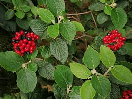 Attēlu rezultāti vaicājumam “Viburnum lantana”