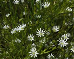 Attēlu rezultāti vaicājumam “Stellaria longifolia leaf”