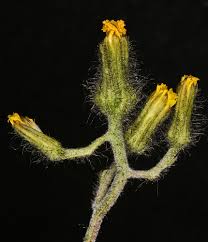 Attēlu rezultāti vaicājumam “Hieracium murorum bud”