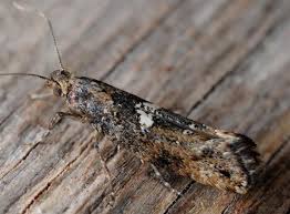 Attēlu rezultāti vaicājumam “Acrolepiopsis assectella”