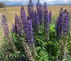 Image result for Lupinus polyphyllus Lindl.