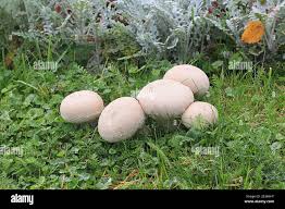 Attēlu rezultāti vaicājumam “Calvatia utriformis”