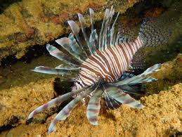 Image result for Pterois volitans