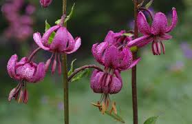 Attēlu rezultāti vaicājumam “Lilium martagon”