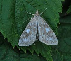 Attēlu rezultāti vaicājumam “Udea olivalis”