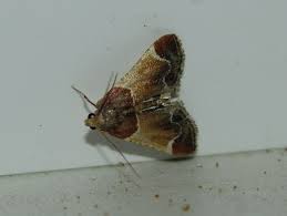 Attēlu rezultāti vaicājumam “Anacampsis blatariella”