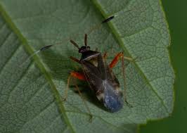 Attēlu rezultāti vaicājumam “Closterotomus biclavatus nymph”