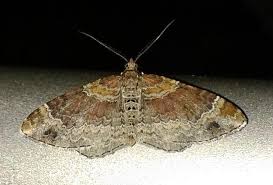 Attēlu rezultāti vaicājumam “Xanthorhoe spadicearia”