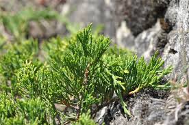 Attēlu rezultāti vaicājumam “Juniperus sabina”