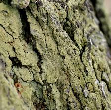 Attēlu rezultāti vaicājumam “Hypocenomyce scalaris”