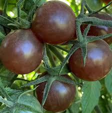 Afbeeldingsresultaat voor black cherry tomato